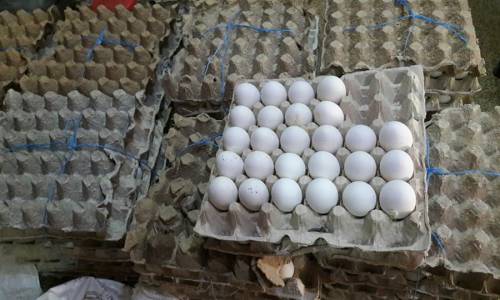 أسعار البيض تهبط إلى النصف في مناطق سيطرة النظام