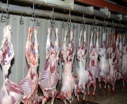 كيف برر النظام ارتفاع أسعار اللحوم؟