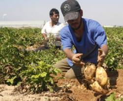 فلاحو طرطوس يخسرون نحو 1000 ليرة في كل كيلو بطاطا