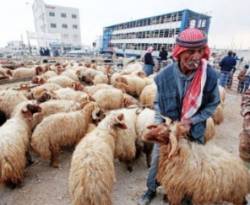 بعد أن وافق النظام على تصديرها.. الأردن يفتح باب استيراد الأغنام من سوريا