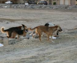 النظام: العقوبات الأوروبية تعرض 6 آلاف سوري للعض من الكلاب