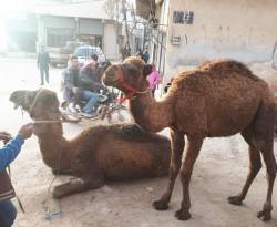 إقبال غير مسبوق على لحوم الجمال شمال حلب