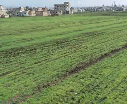 السماء تخفف عنهم آثار الحصار.. ريف حمص الشمالي ينتعش زراعياً بالأمطار والثلوج