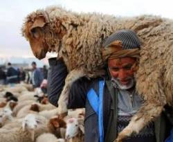 فترة السماح بتصدير الأغنام شارفت على الانتهاء.. من دون تصدير رأس واحد