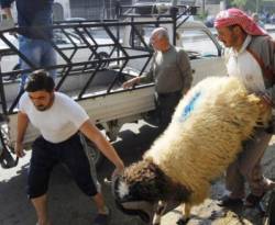 في ظل شح الأعلاف ..المربون يذبحون الماشية قبل أوانها تخفيفا للمصاريف