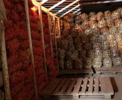 محصول البطاطا لا يغطي كلفة إنتاجه بريف حلب الشمالي