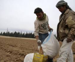 تفاقم الصراع يضرب مناطق زراعة القمح الرئيسية في سوريا