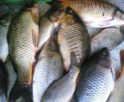 صيد السمك ممنوع مؤقتاً على أهالي جرابلس