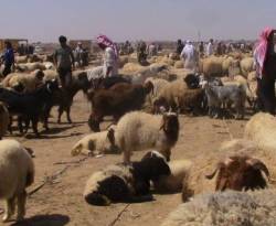 المركزي يحثّ تجار الأغنام على بدء التصدير.. ويعدّل من شروطه