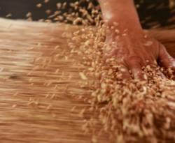 معادلة أسدية بامتياز: تراجع الإنتاج ومدنيون يموتون جوعاً.. ونظام يسعى إلى تصدير القمح