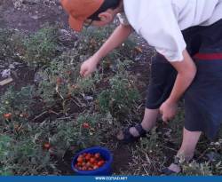 في بلدات الحولة المحاصرة.. تعرّف على زراعة البندورة 